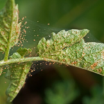Como eliminar ácaros das plantas