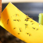Como eliminar mosquitinhos da terra