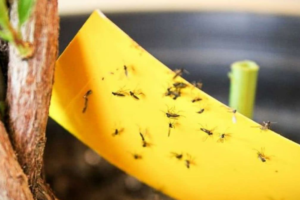 Como eliminar mosquitinhos da terra