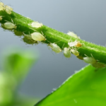 Como identificar pragas nas plantas