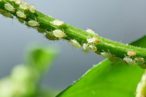 Como identificar pragas nas plantas