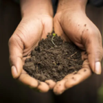 Qual a melhor terra para plantas