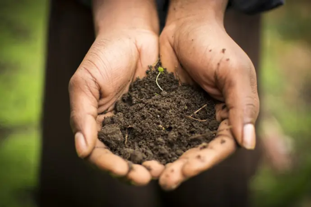 Qual a melhor terra para plantas