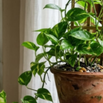 Quantas vezes regar as plantas