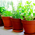 Como cultivar temperos em casa