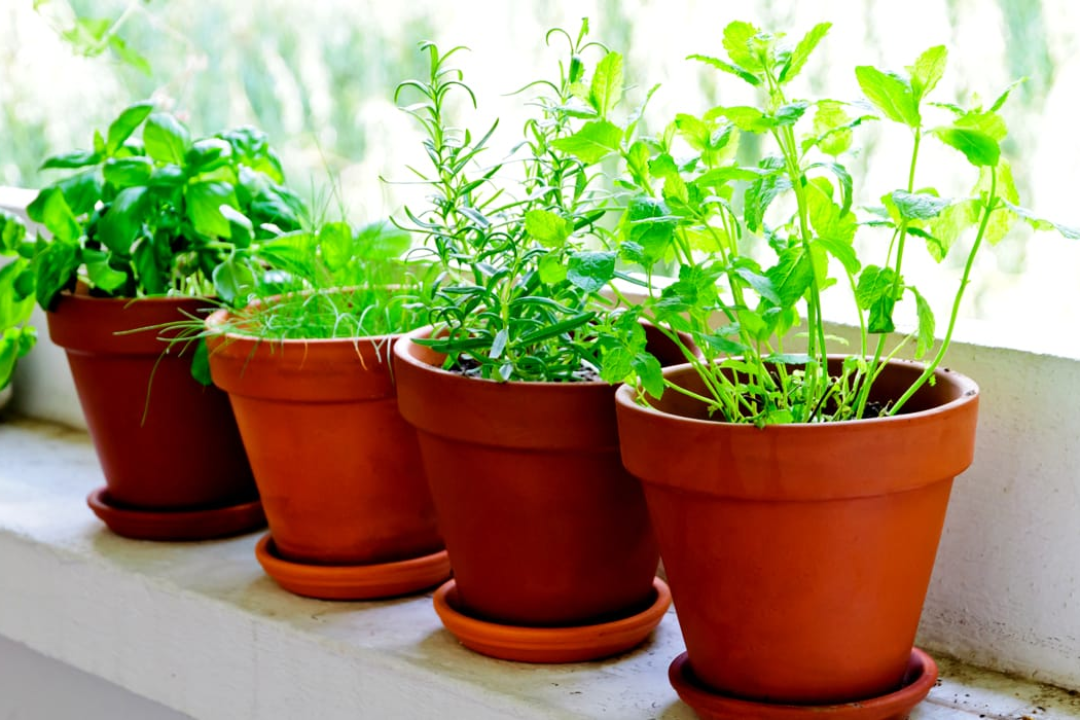 Como cultivar temperos em casa