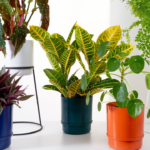 Como escolher o vaso certo para cada planta