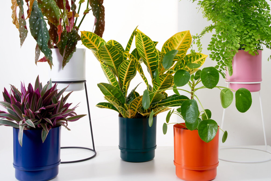 Como escolher o vaso certo para cada planta