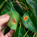 Como tratar plantas infestadas