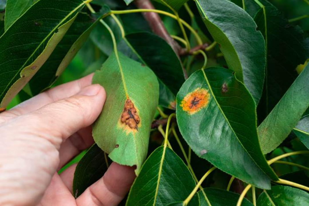 Como tratar plantas infestadas